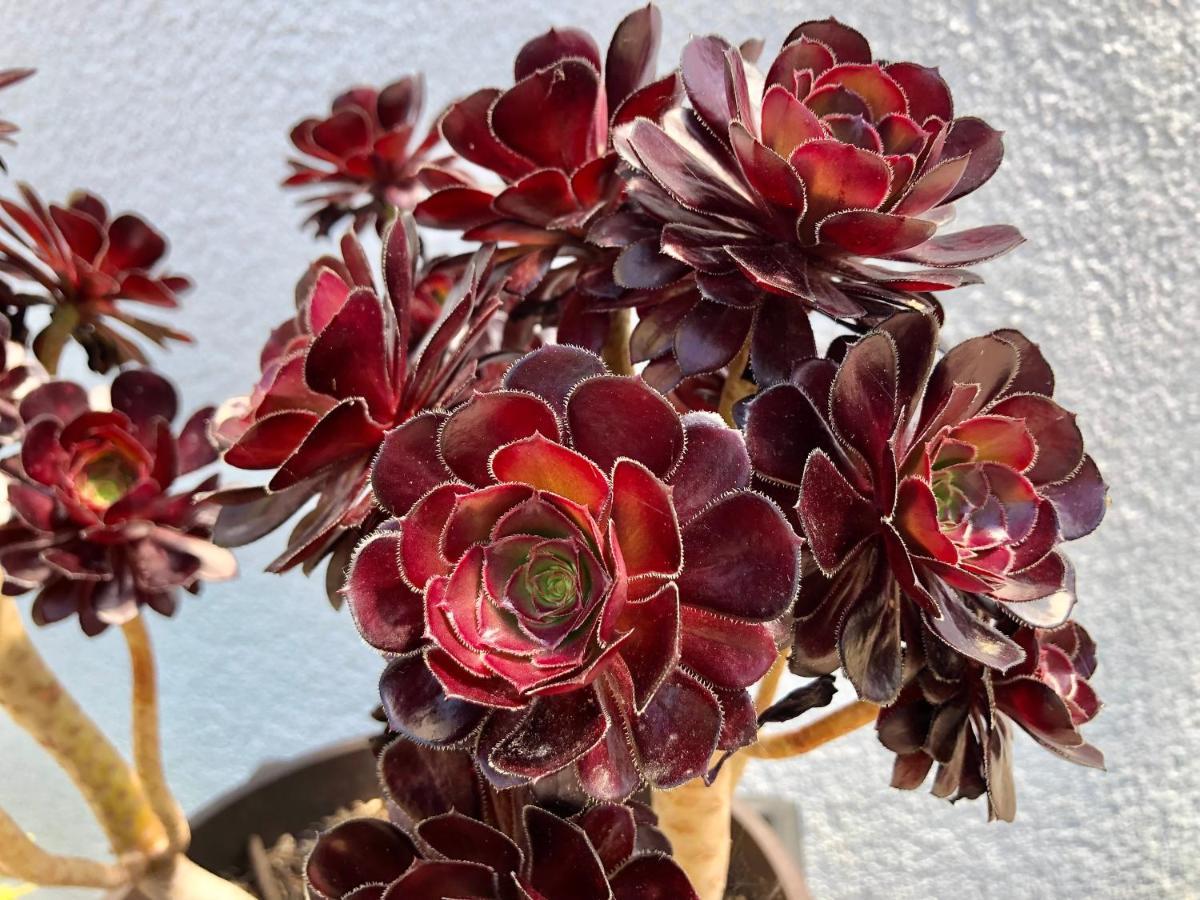 شقة Goldfinch Estate بنجول المظهر الخارجي الصورة
